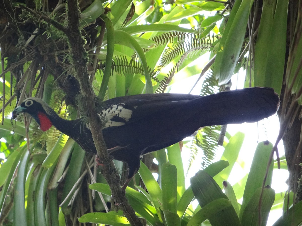 Black-fronted Piping-Guan - ML261943821