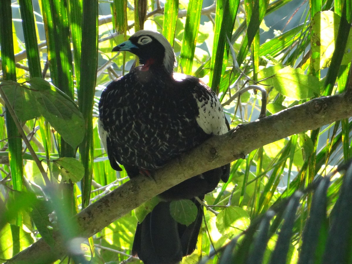 Black-fronted Piping-Guan - ML261943881