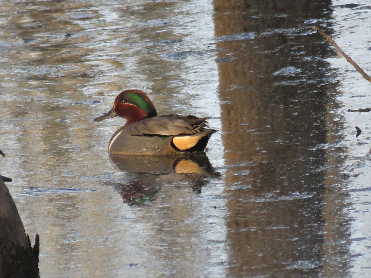 Green-winged Teal - ML26194421