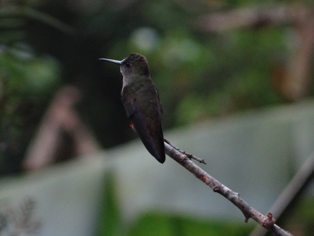 Sombre Hummingbird - ML261947061