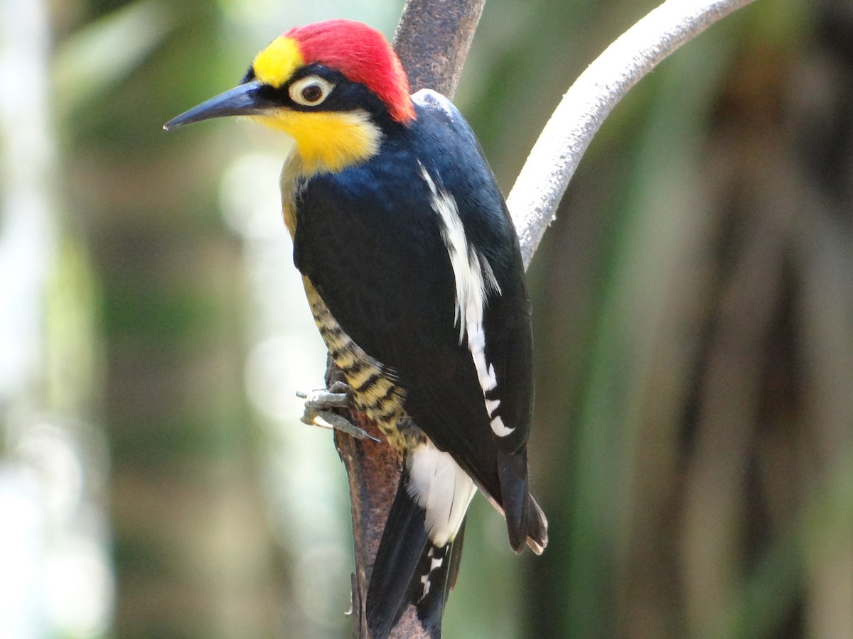 Yellow-fronted Woodpecker - Guilherme Lopes