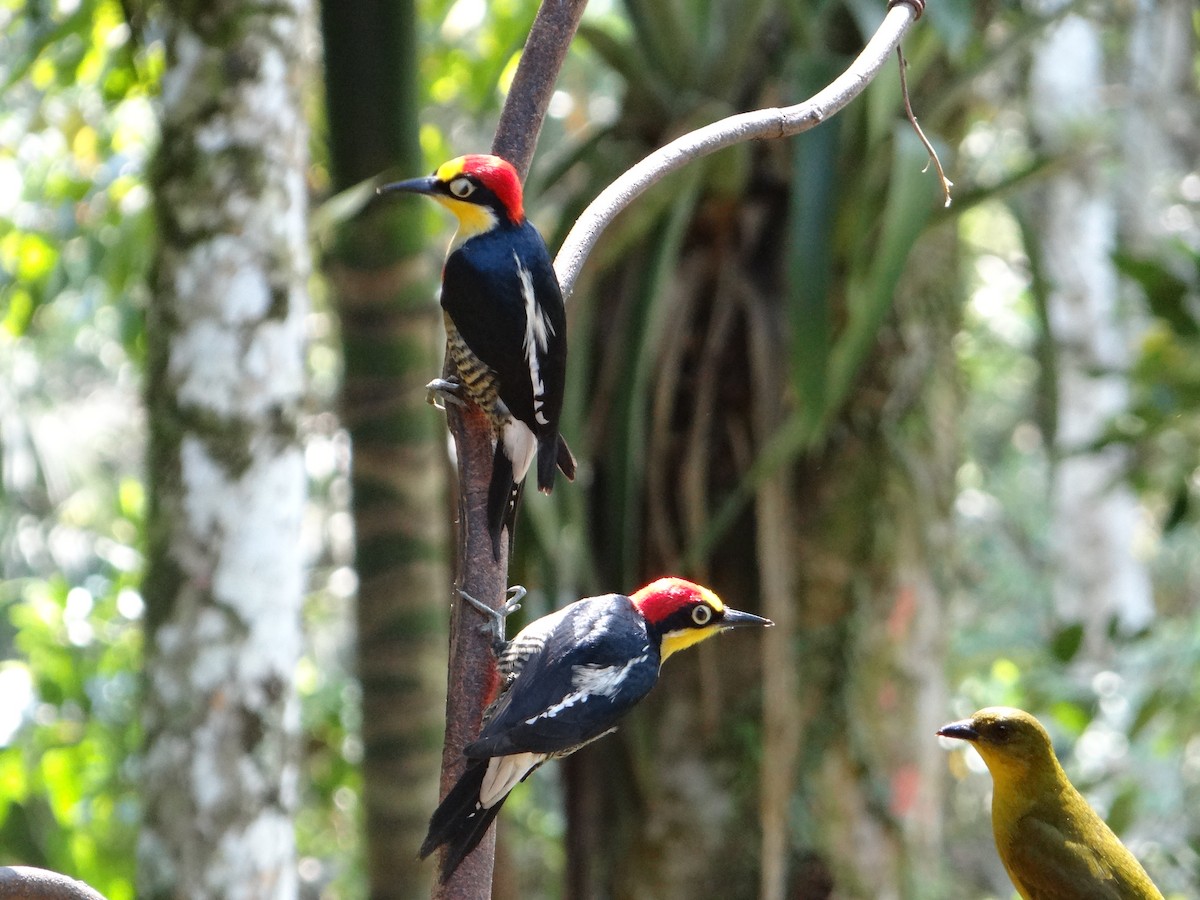 Yellow-fronted Woodpecker - ML261950181