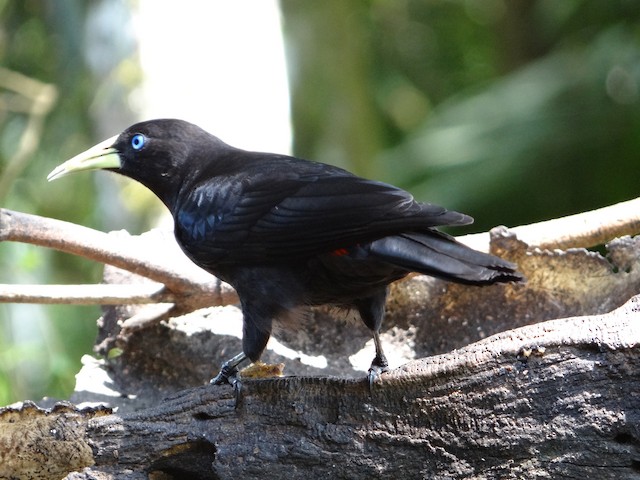 コシアカツリスドリ Ebird