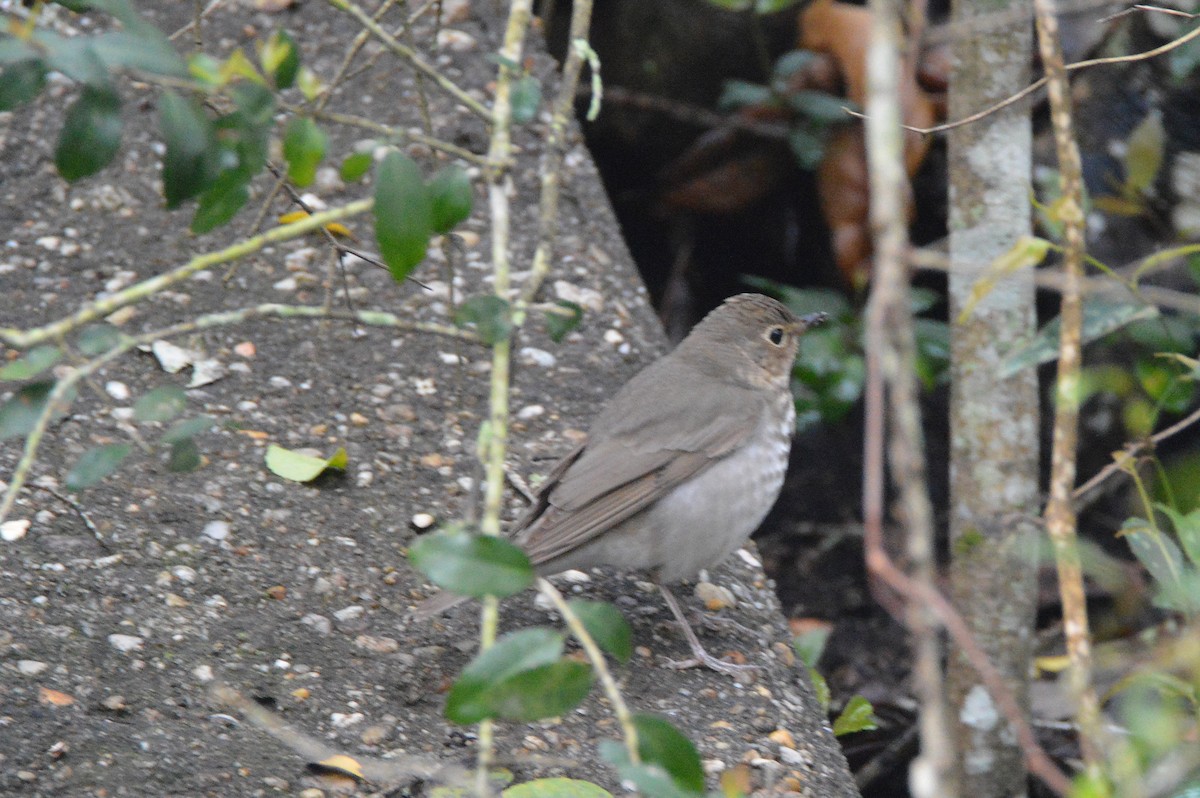 Swainson's Thrush - Perry Doggrell