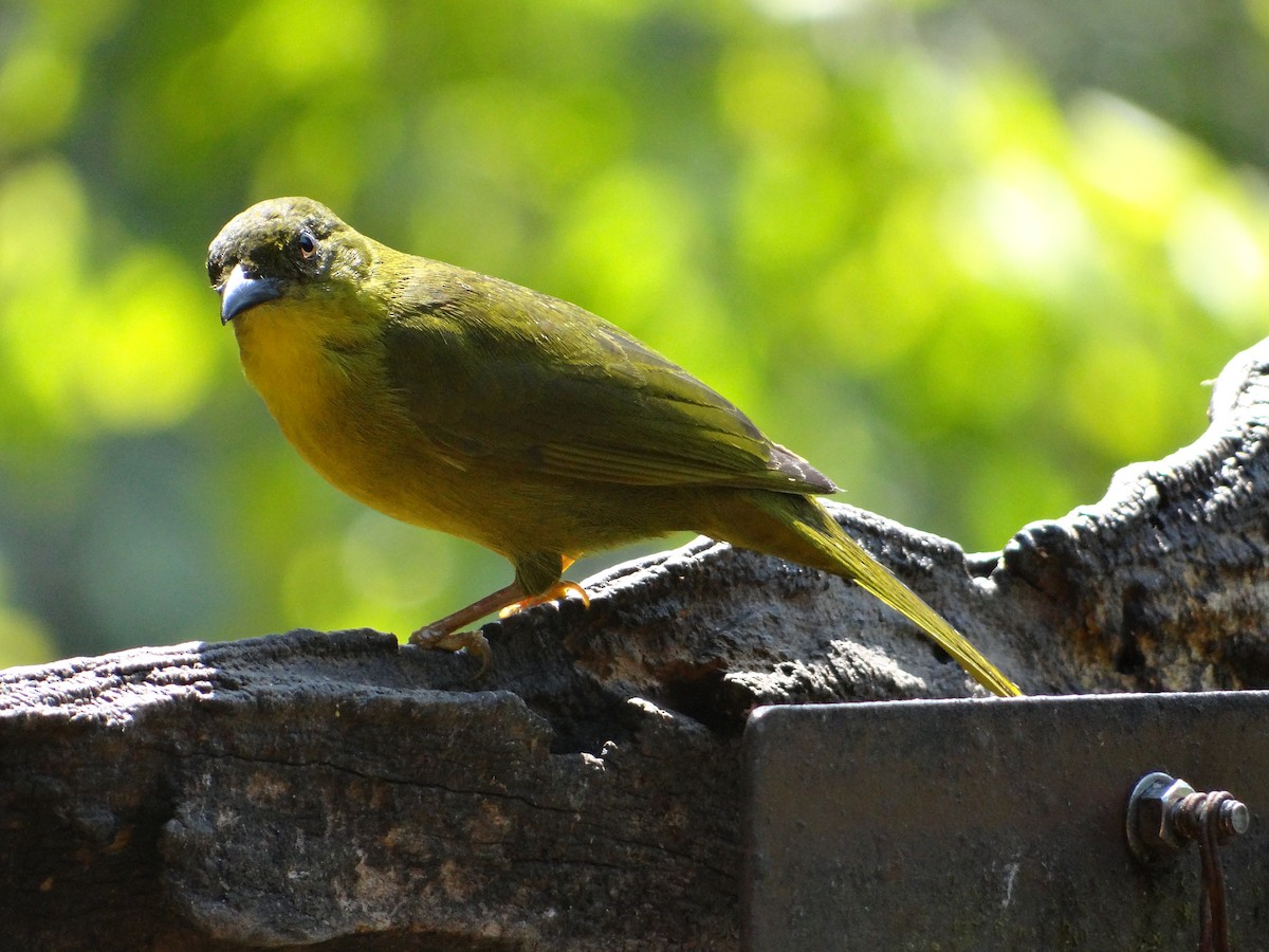 Olive-green Tanager - ML261954111