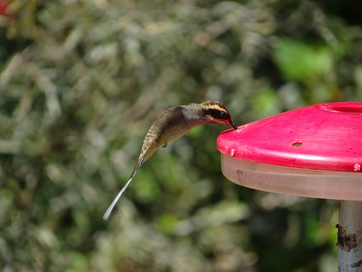Scale-throated Hermit - ML261957081