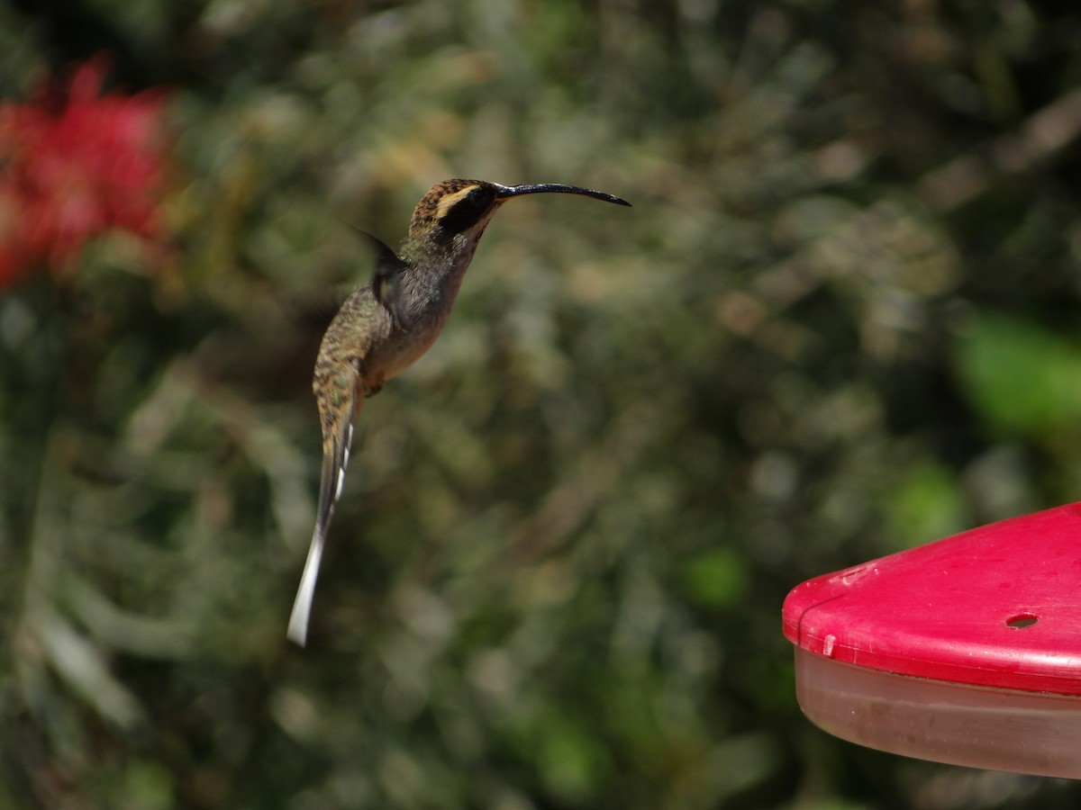 Scale-throated Hermit - ML261957121