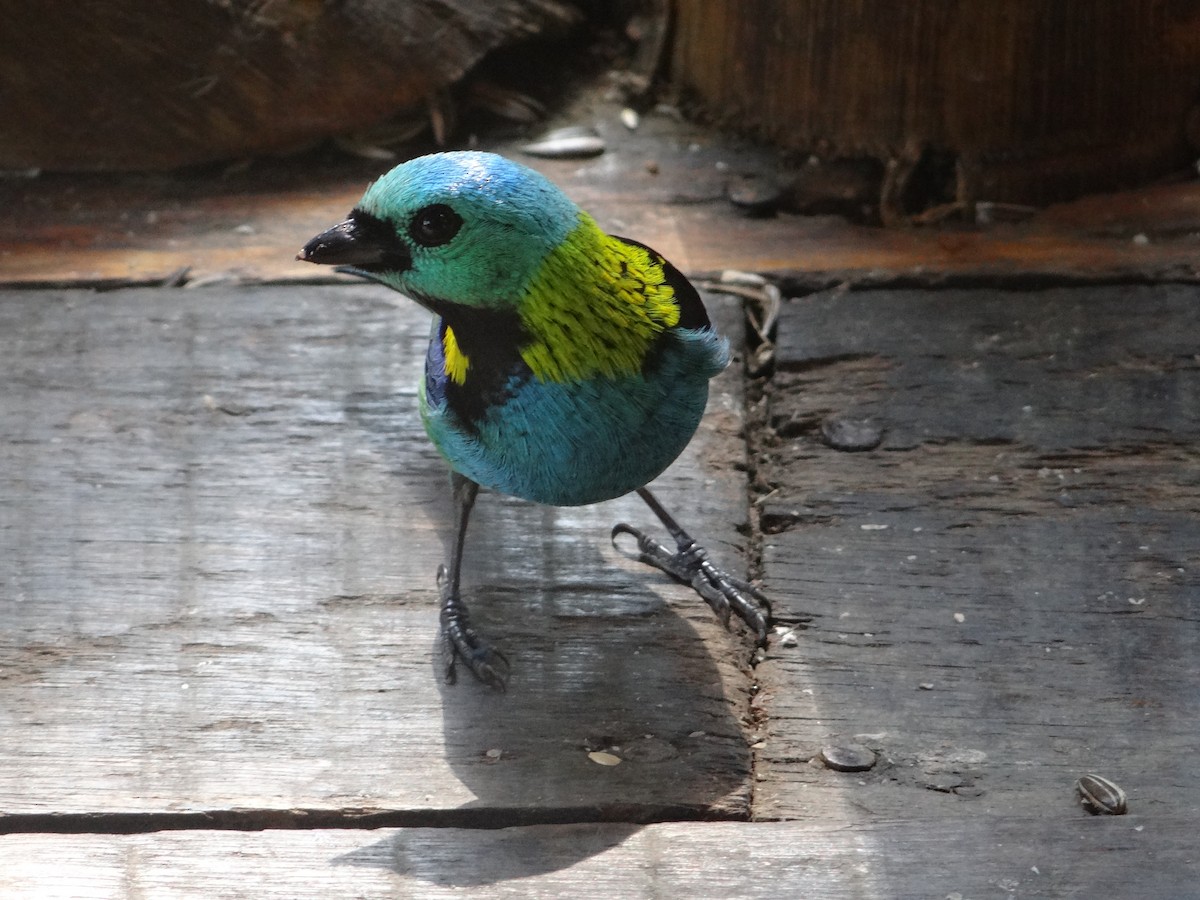 Green-headed Tanager - ML261958401