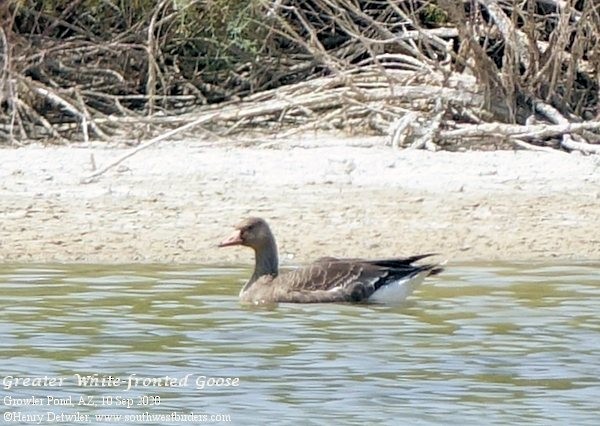 Greater White-fronted Goose - ML261961051