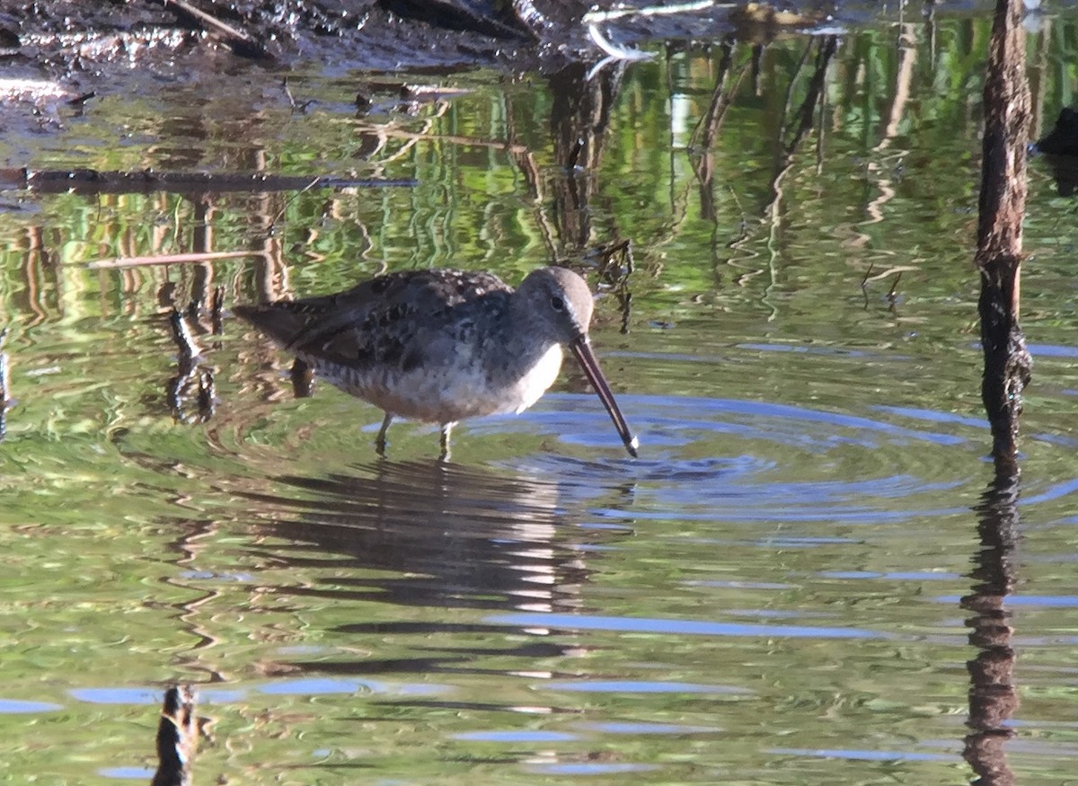 Long-billed Dowitcher - ML261963651