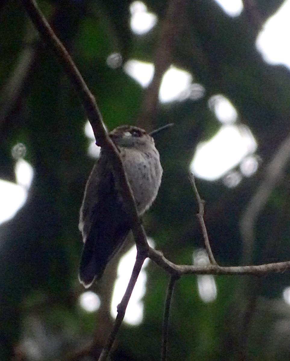 Violet-headed Hummingbird - ML261964881