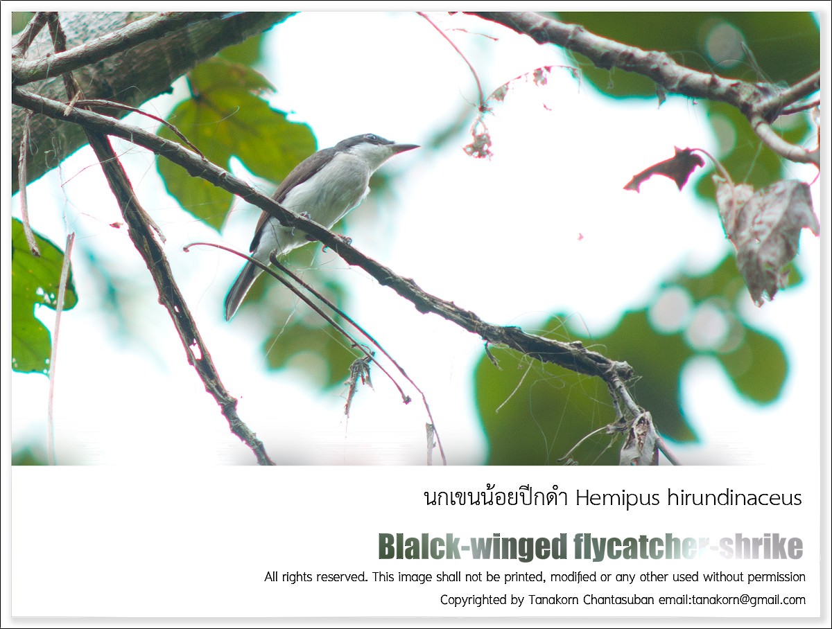 Black-winged Flycatcher-shrike - Tanakorn Chantasuban