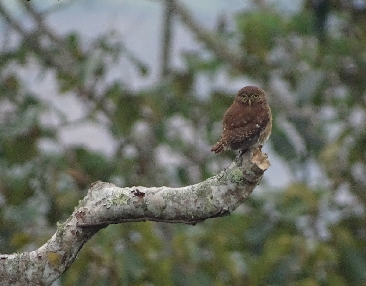 Ferruginous Pygmy-Owl - ML261965501