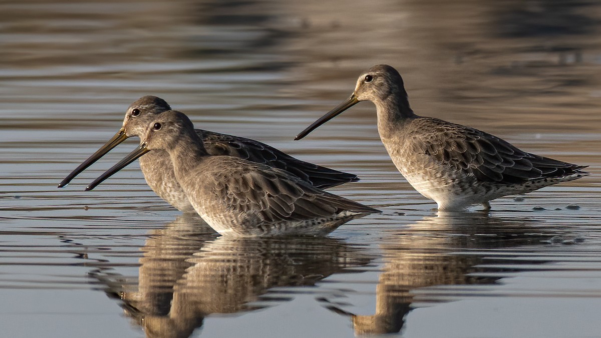 Long-billed Dowitcher - Ron Riley