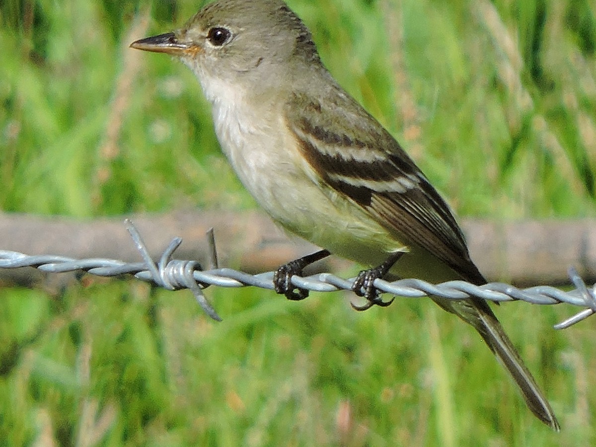 Willow Flycatcher - Neotropical Flyways Project Central America