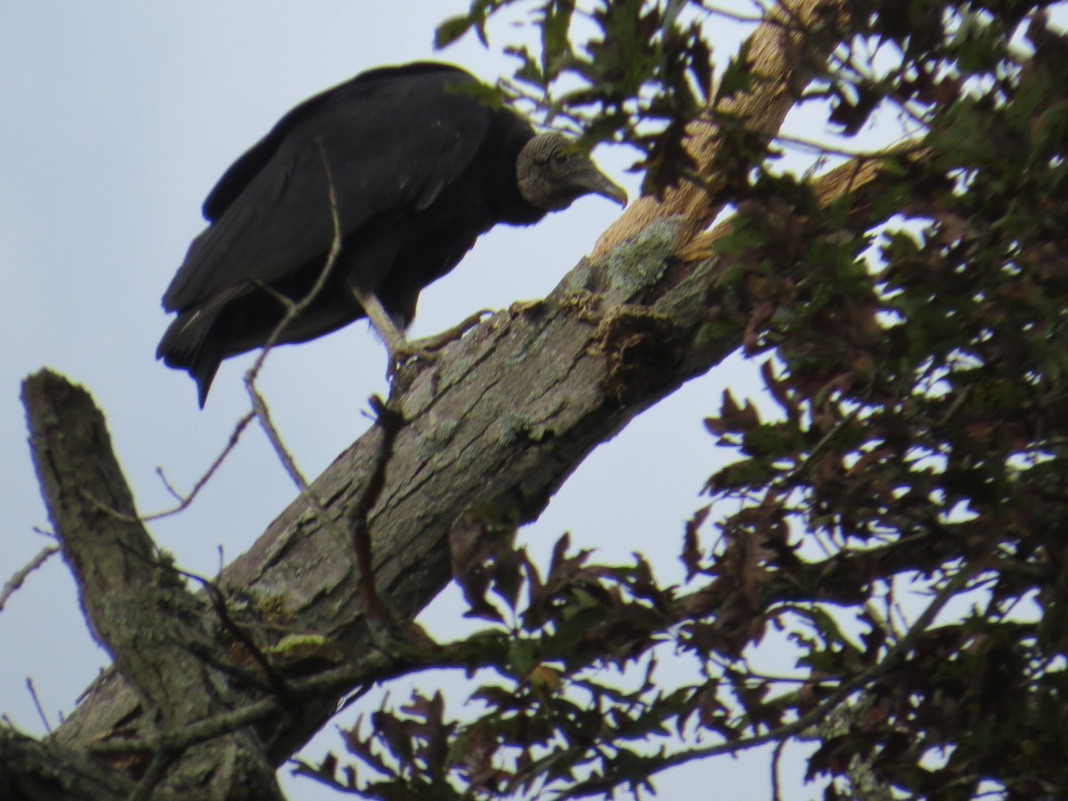 Black Vulture - ML261985401