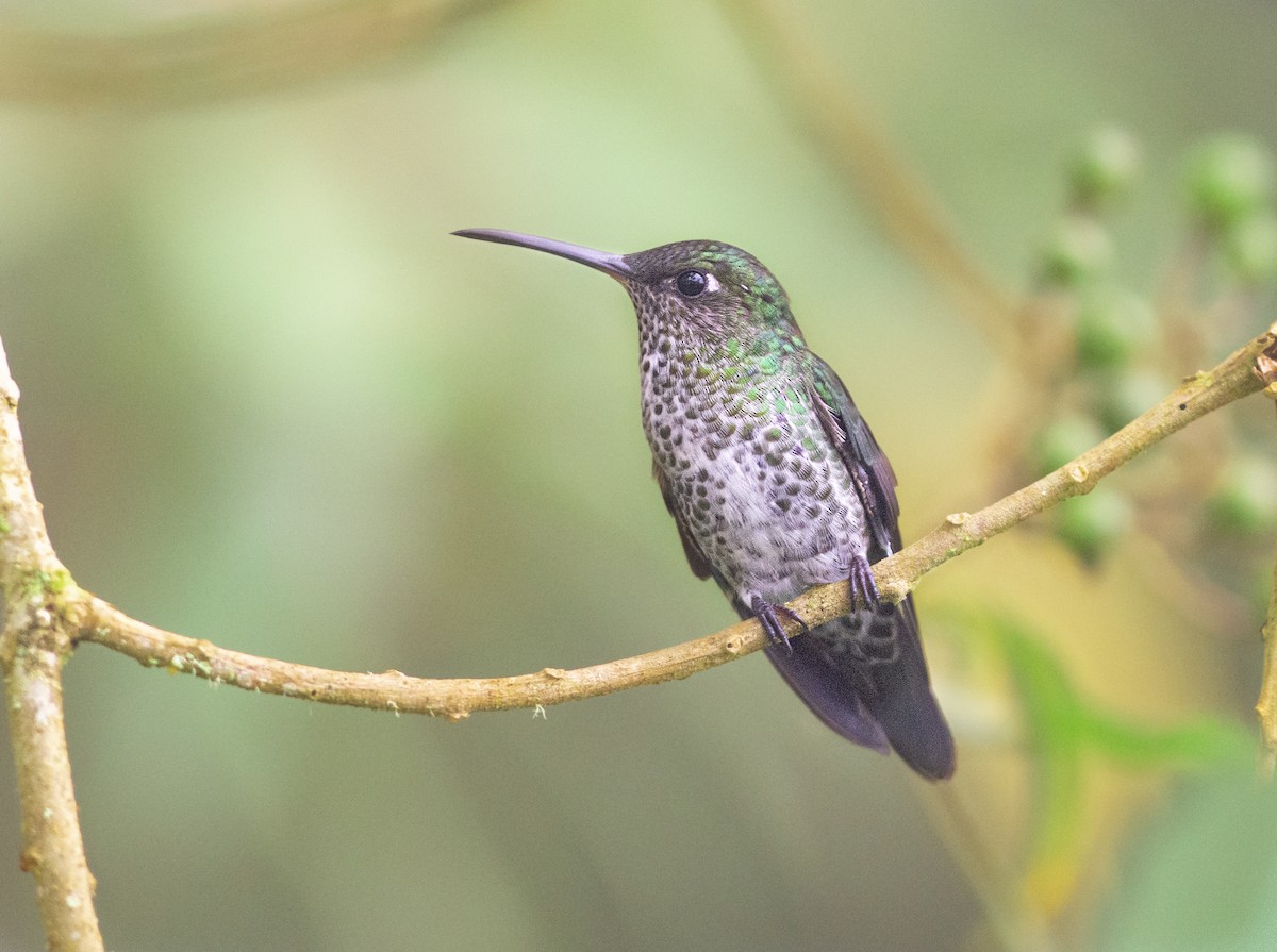 Many-spotted Hummingbird - Alex Luna