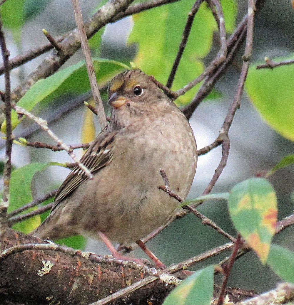 Golden-crowned Sparrow - ML261987661