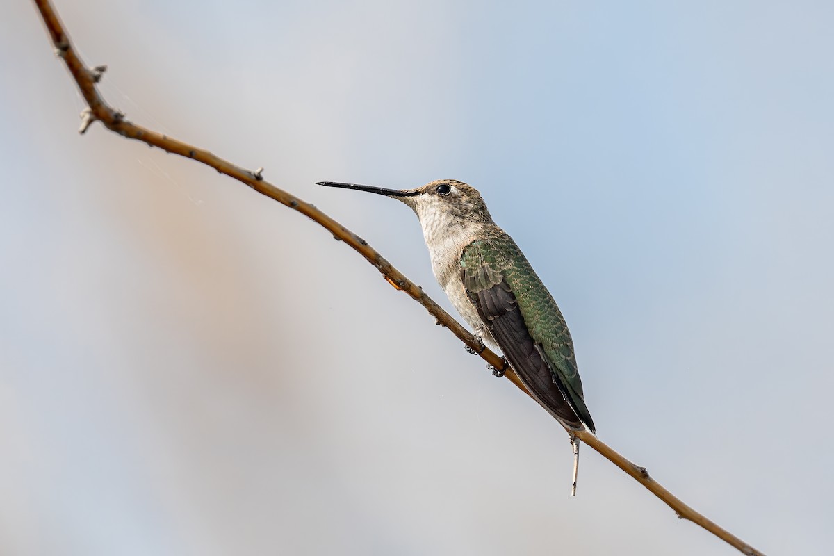 Black-chinned Hummingbird - ML261988401