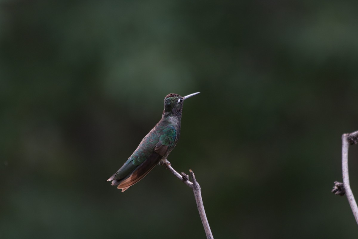 Rivoli's Hummingbird - ML261990191