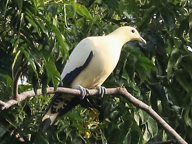 Yellowish Imperial Pigeon Ebird