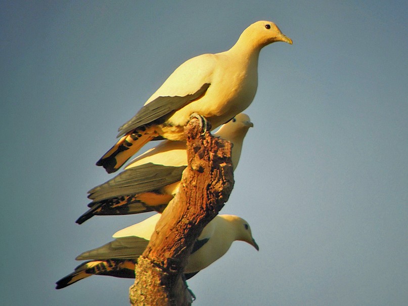 Yellowish Imperial-Pigeon - eBird