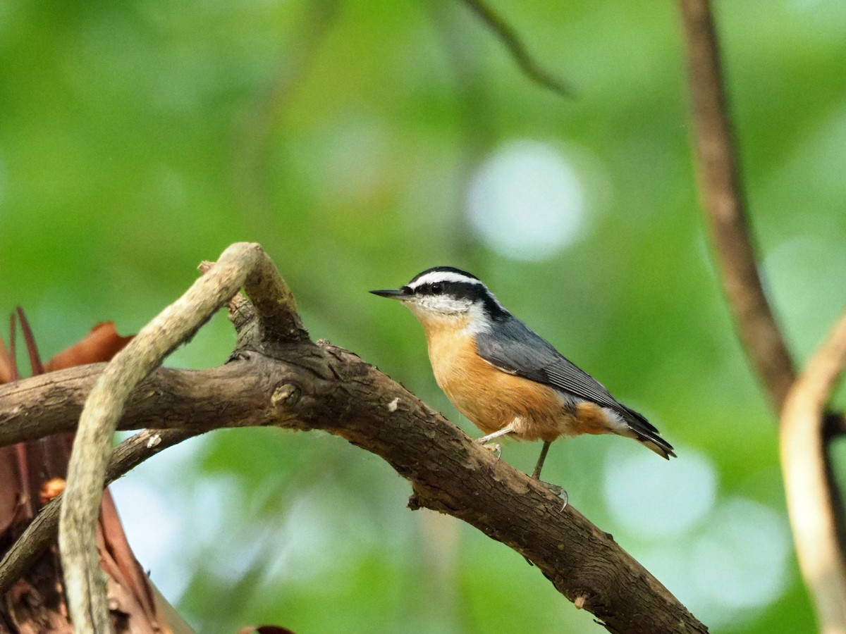 Red-breasted Nuthatch - Scott Ramos