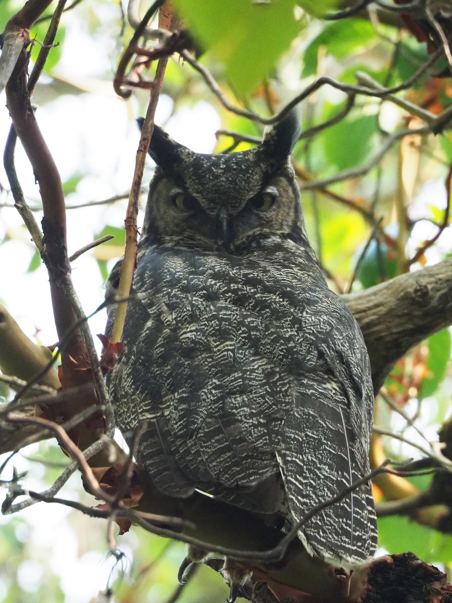 Great Horned Owl - Scott Ramos