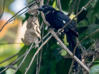  - Pied Coucal
