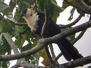  - Pied Coucal