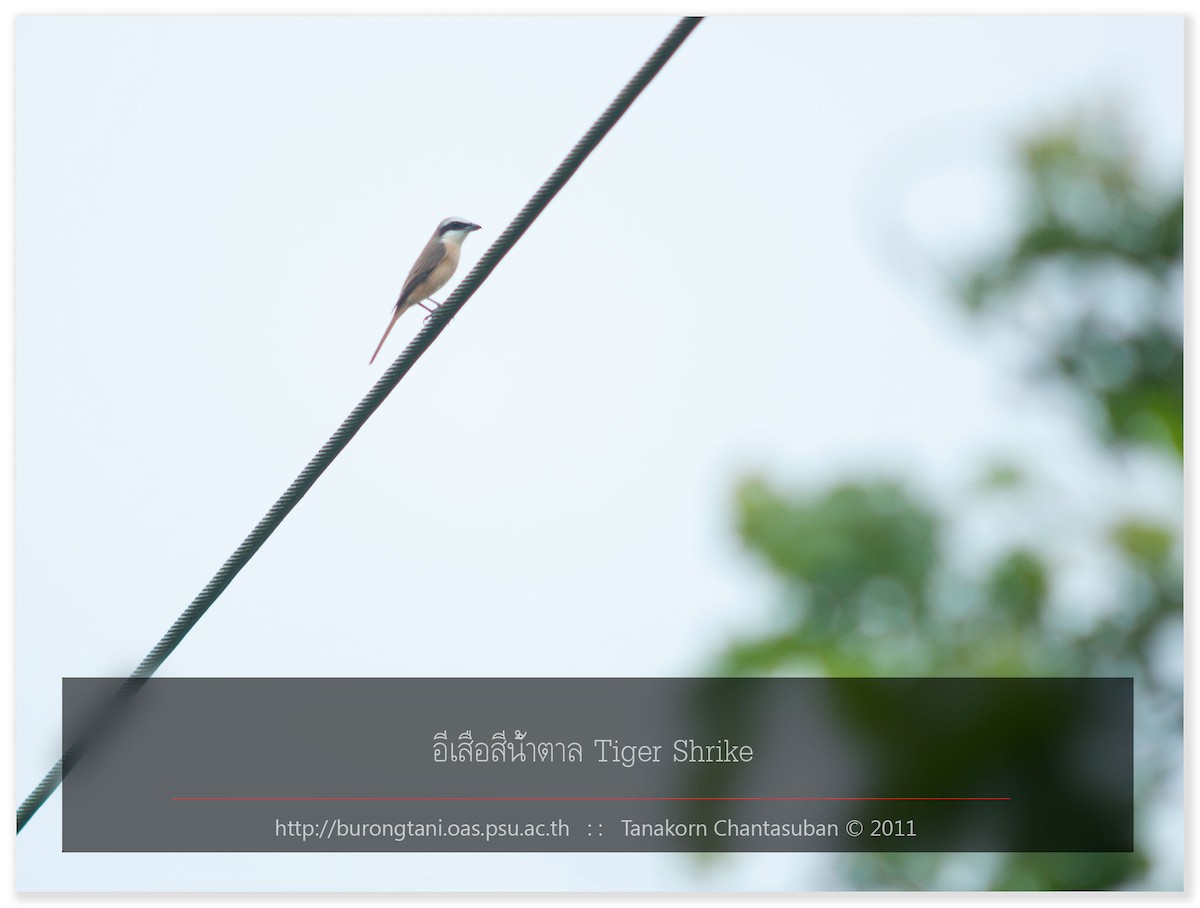 Brown Shrike - Tanakorn Chantasuban
