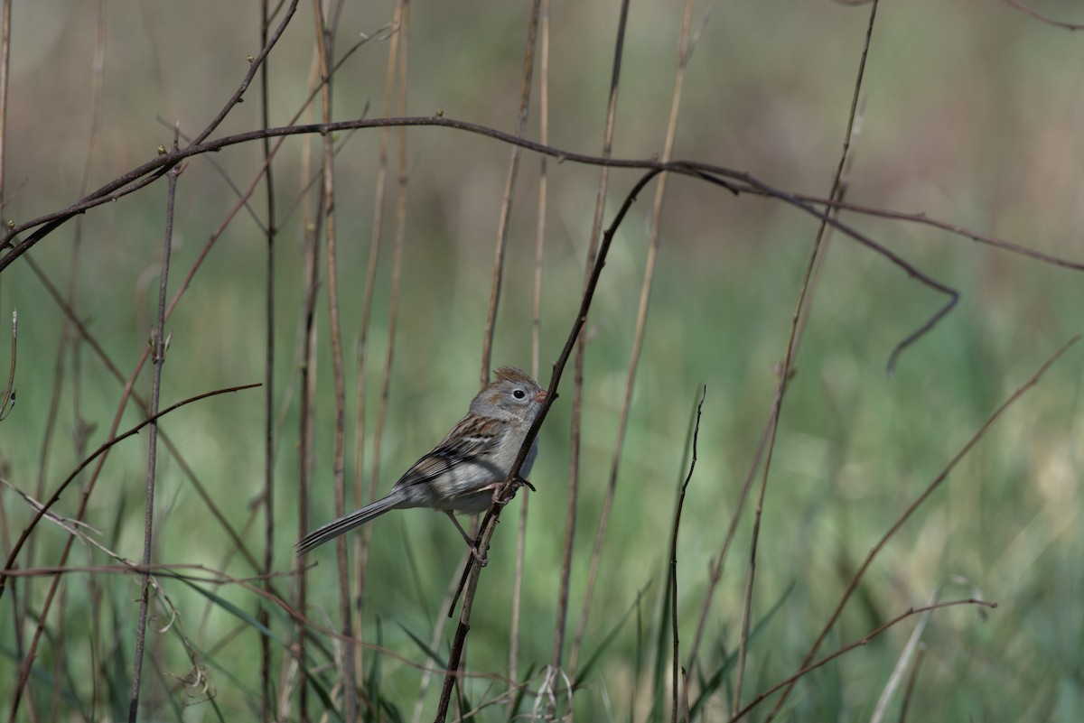 Field Sparrow - ML261997821