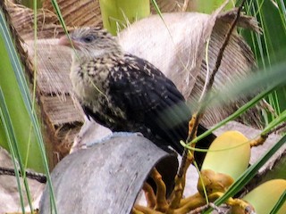 Молодая птица - Phil Gregory | Sicklebill Safaris | www.birder.travel - ML261998081