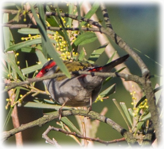 Red-browed Firetail - ML261998761