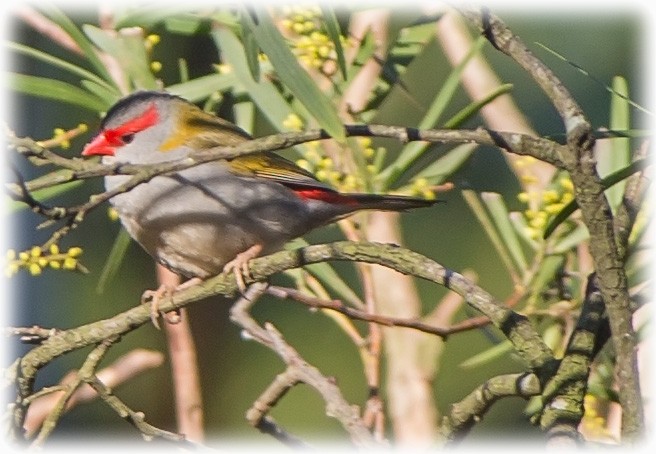 Red-browed Firetail - ML261998771