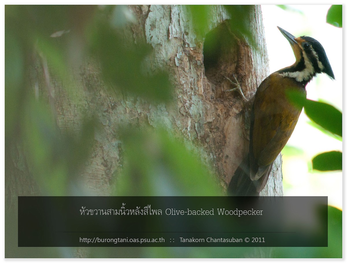 Olive-backed Woodpecker - ML261999301