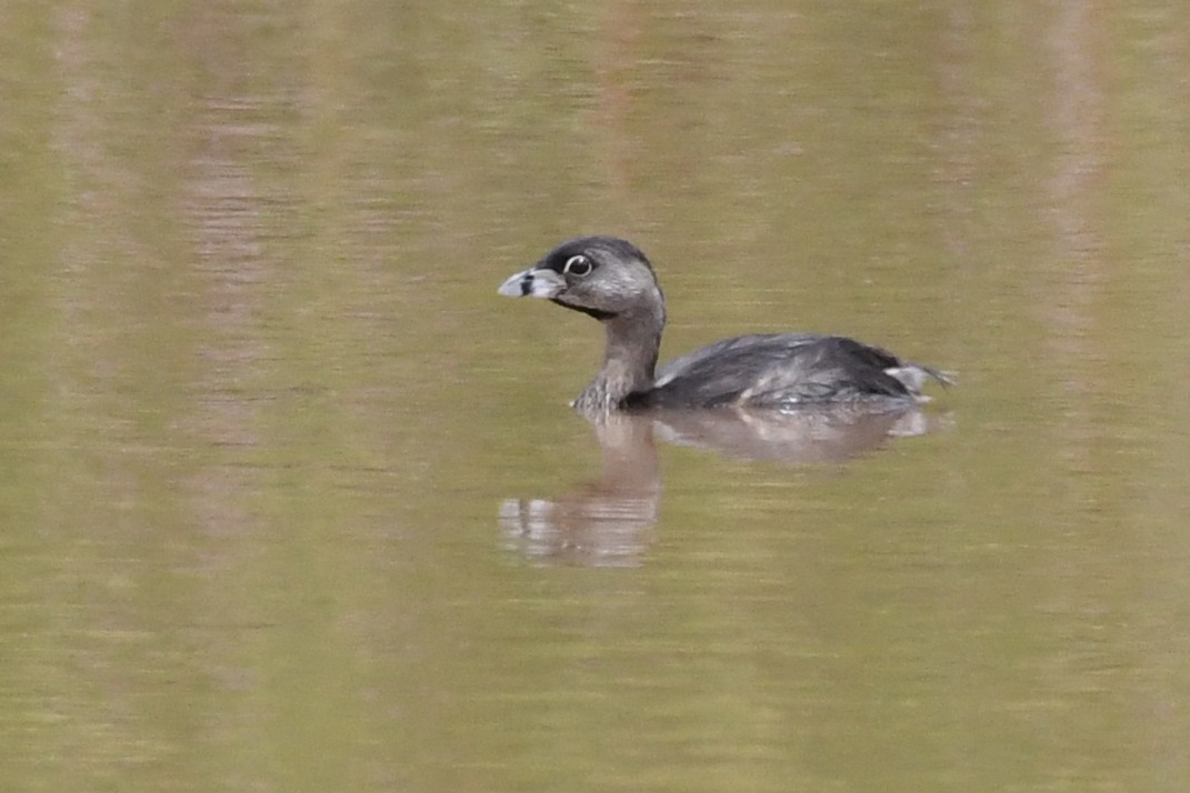 Pied-billed Grebe - Lila Theis