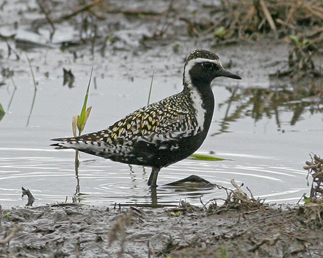 Pacific Golden-Plover - Roger Windemuth