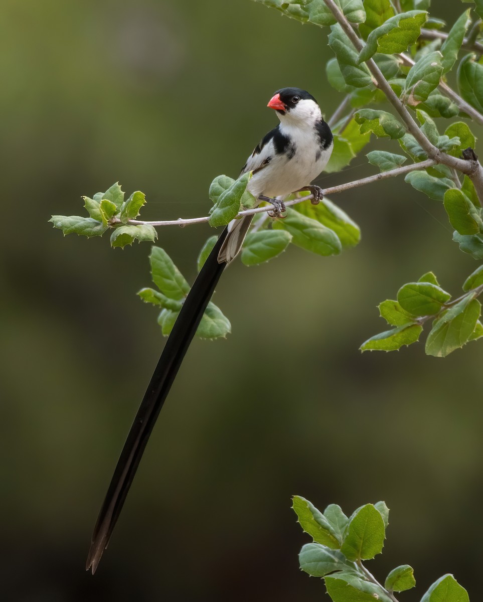 Pin-tailed Whydah - ML262011071