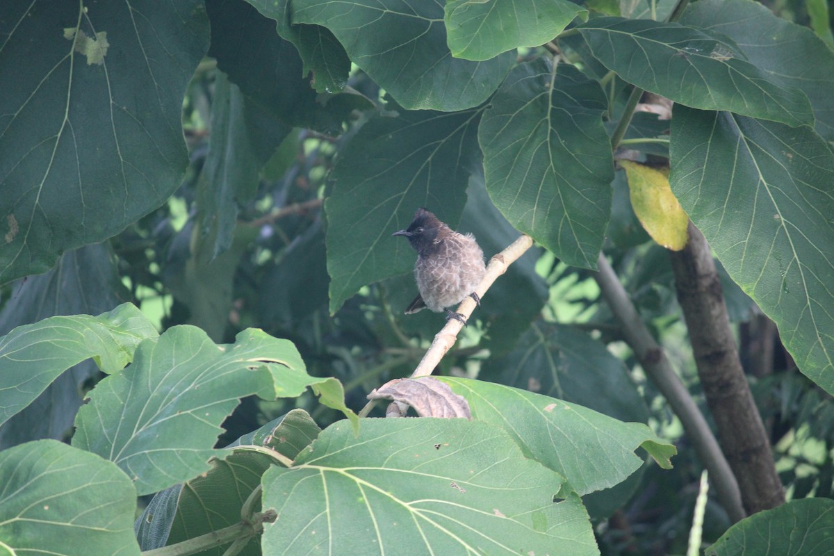 Red-vented Bulbul - ML262012671