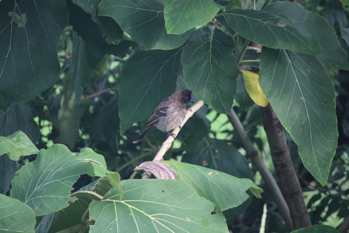 Red-vented Bulbul - ML262012721