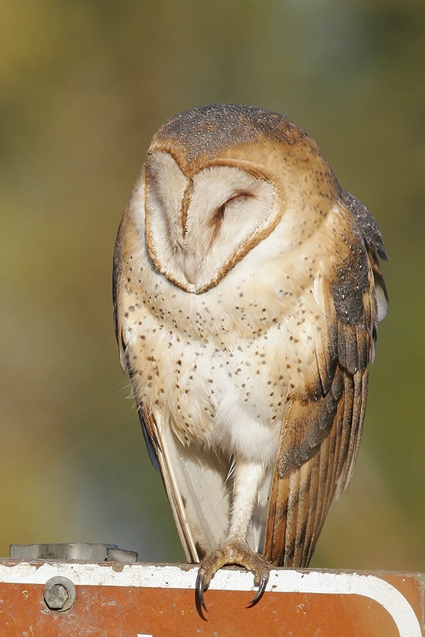 Barn Owl - Roger Windemuth