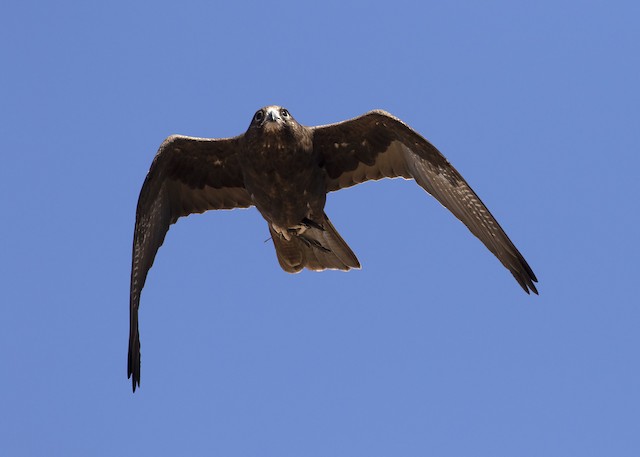 Bird with Fairy Martin (<em class="SciName notranslate">Petrochelidon ariel</em>). - Black Falcon - 