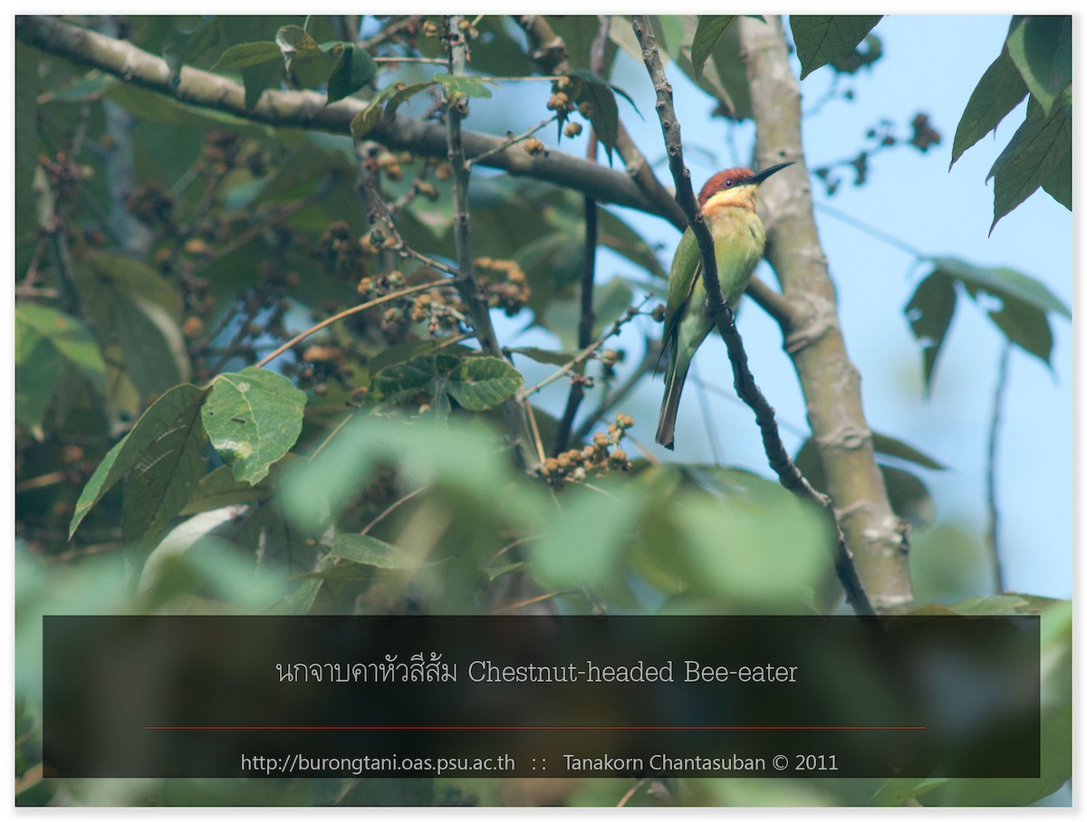 Chestnut-headed Bee-eater - Tanakorn Chantasuban