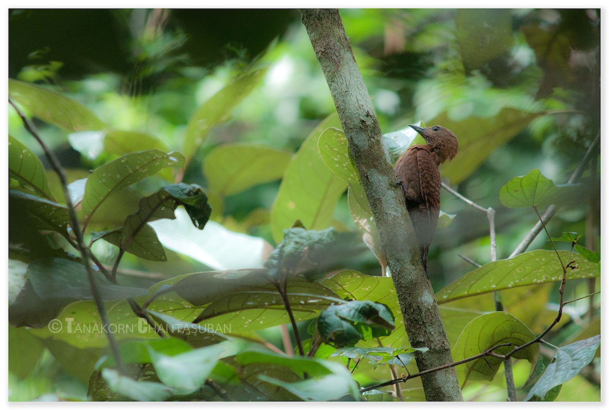 Rufous Woodpecker - Tanakorn Chantasuban