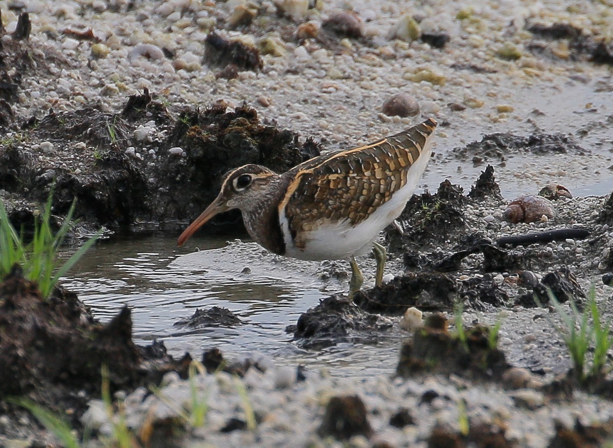Greater Painted-Snipe - ML262025201