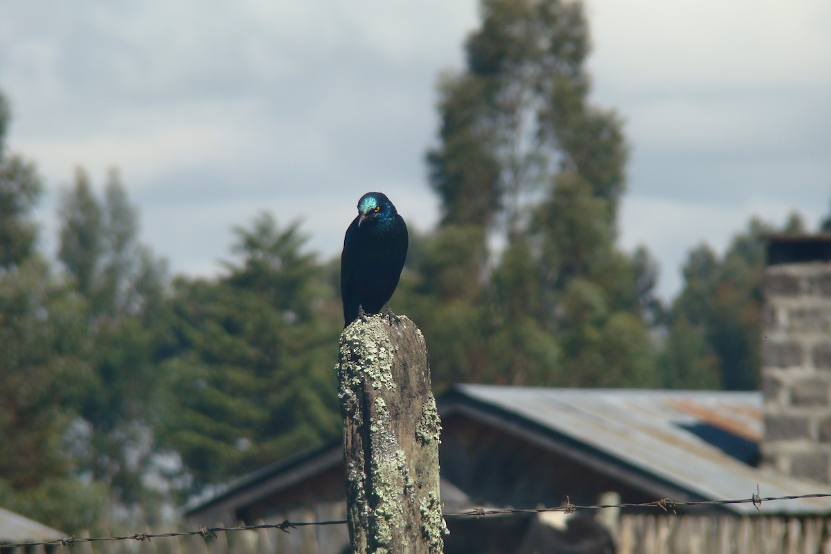 Greater Blue-eared Starling - ML262026191