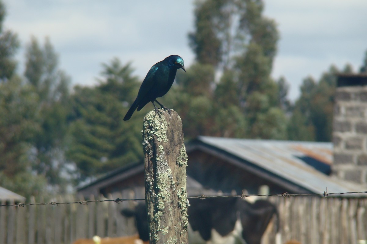 Greater Blue-eared Starling - ML262026201