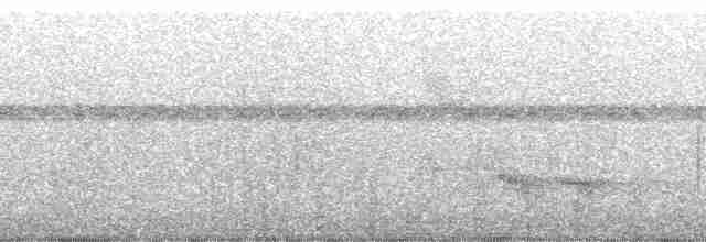 Пестрогрудый тираннчик - ML262029