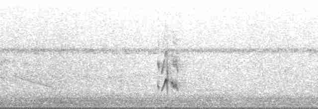 Пестрогрудый тираннчик - ML262030